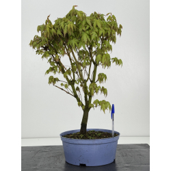 Acer palmatum yamamomiji I-8490