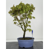 Acer palmatum yamamomiji I-8490