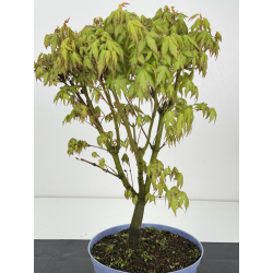 Acer palmatum yamamomiji I-8490 vista 2