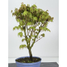 Acer palmatum yamamomiji I-8490 view 3