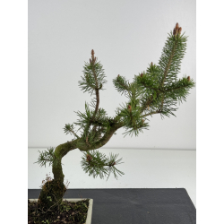 Pinus sylvestris -pino s- europeo- I-8492 view 2