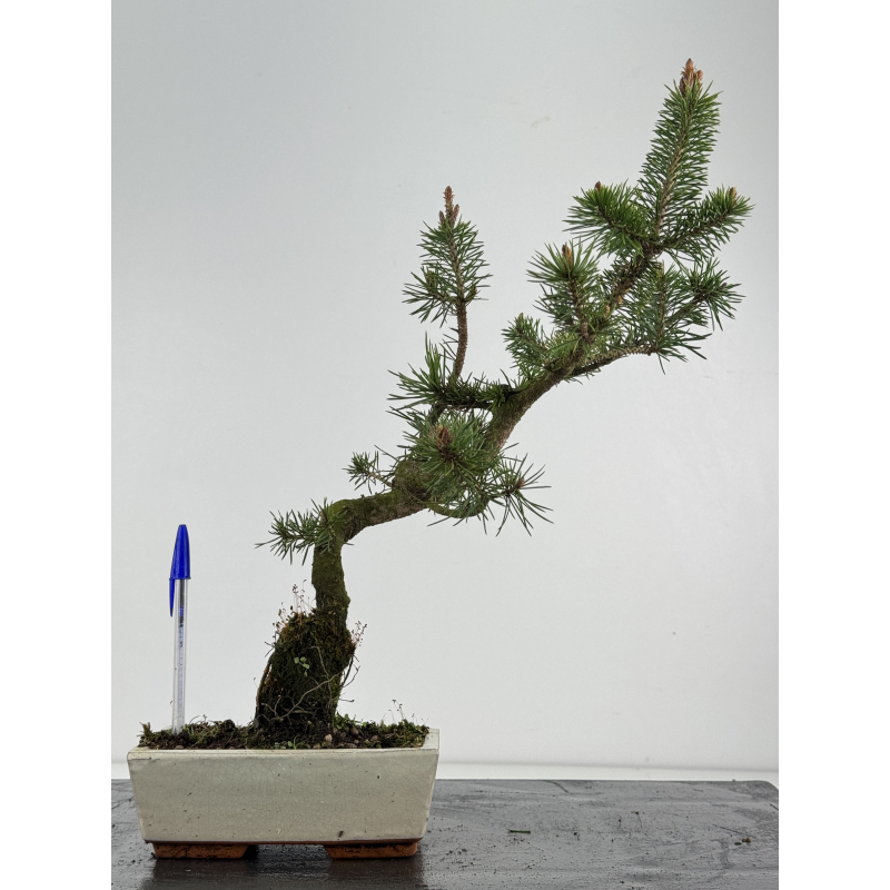 Pinus sylvestris -pino s- europeo- I-8492