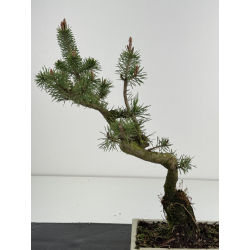 Pinus sylvestris -pino s- europeo- I-8492 vista 3