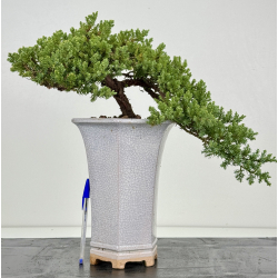 Juniperus procumbens nana -sonare-  I-8488B