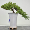 Juniperus procumbens nana -sonare-  I-8488B