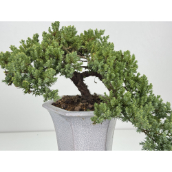 Juniperus procumbens nana -sonare-  I-8488B vista 2