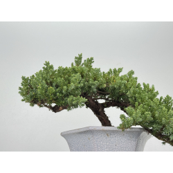 Juniperus procumbens nana -sonare-  I-8488B vista 3