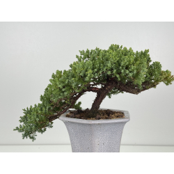 Juniperus procumbens nana -sonare-  I-8488B vista 4