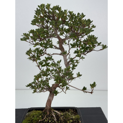 Azalea I-8488 vista 2