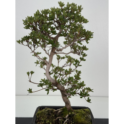 Azalea I-8488 vista 3