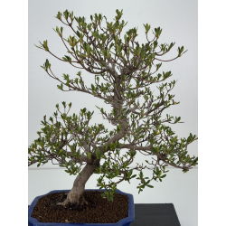 Azalea I-8482 vista 2