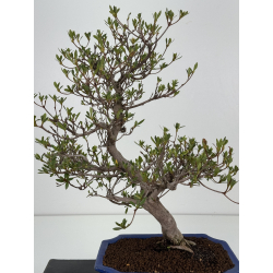 Azalea I-8482 vista 3