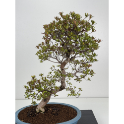 Azalea I-8485 vista 2