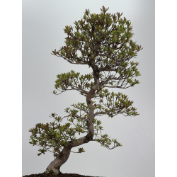 Azalea I-8485 vista 3