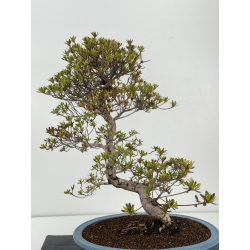 Azalea I-8485 vista 4