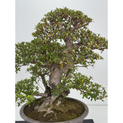 Azalea Kaho I-8486 vista 2