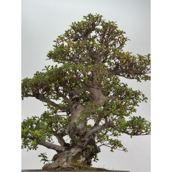 Azalea Kaho I-8486 vista 3