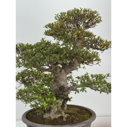 Azalea Kaho I-8486 vista 4