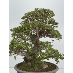 Azalea Kaho I-8486 vista 5