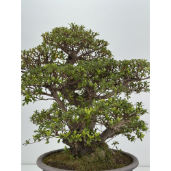 Azalea Kaho I-8486 vista 6