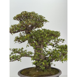 Azalea Kaho I-8486 vista 7