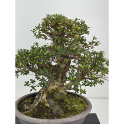 Azalea I-8487 vista 2