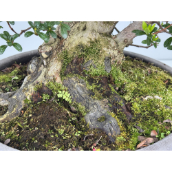 Azalea I-8487 vista 3