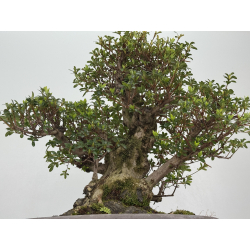 Azalea I-8487 vista 4