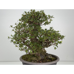 Azalea I-8487 vista 6