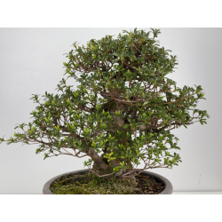 Azalea I-8487 vista 7