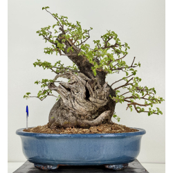 Prunus mahaleb -cerezo de Santa Lucía- I-8484