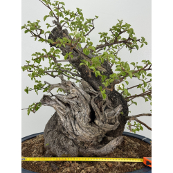 Prunus mahaleb I-8484 view 2