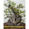Prunus mahaleb -cerezo de Santa Lucía- I-8484 vista 2