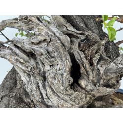 Prunus mahaleb -cerezo de Santa Lucía- I-8484 vista 3