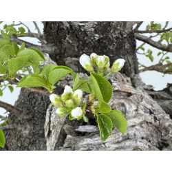 Prunus mahaleb I-8484 view 4