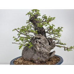 Prunus mahaleb -cerezo de Santa Lucía- I-8484 vista 5