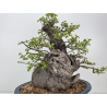 Prunus mahaleb I-8484 view 5