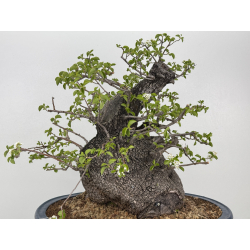 Prunus mahaleb I-8484 view 6