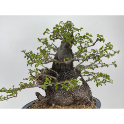 Prunus mahaleb -cerezo de Santa Lucía- I-8484 vista 7