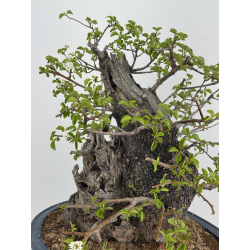 Prunus mahaleb I-8484 view 8