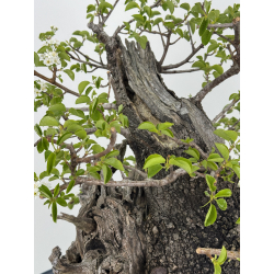 Prunus mahaleb I-8484 view 9