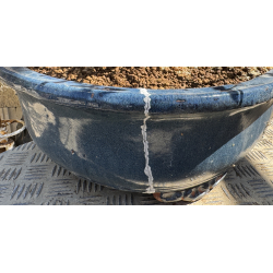 Prunus mahaleb -cerezo de Santa Lucía- I-8484 vista 10