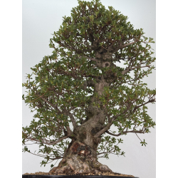 Azalea Eikan I-8483 vista 3