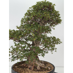 Azalea Eikan I-8483 vista 4