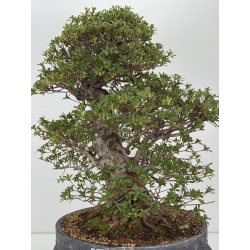 Azalea Eikan I-8483 vista 5