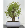 Acer ginnala I-8493