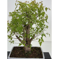 Acer ginnala I-8493 view 2