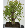 Acer ginnala I-8493 view 2