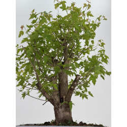 Acer ginnala I-8493 view 3