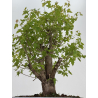 Acer ginnala I-8493 view 3